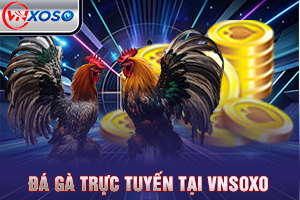 Ảnh đại diện bài viết giới thiệu đá gà online VNsoxo